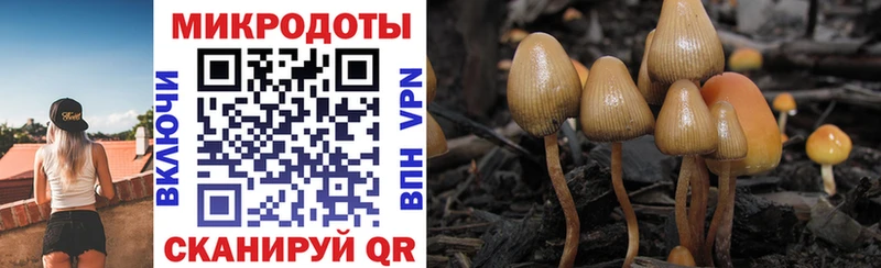 Купить где  Кирсанов  Галлюциногенные грибы Psilocybine cubensis 